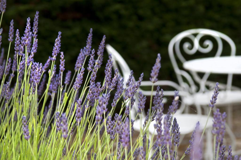 Arc En Ciel Oleron Hotel Saint-Trojan-les-Bains Exterior photo